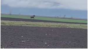 VIDEO: Imagini rare cu un elan surprins pe un câmp din Alba. Este a doua oară când a fost văzut un asemenea animal în Transilvania în ultimele luni