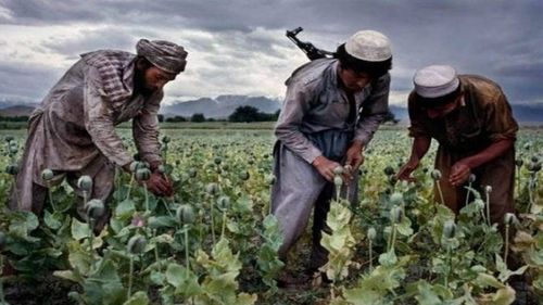 Oroarea nevăzută din Afganistan. Talibanii, noii ”narcos”: heroină, miliarde și geopolitică / Cum au ajuns luptătorii islamiști cei mai mari producători și distribuitori de droguri din lume