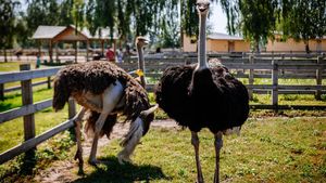 Strămoşul struţilor şi al păsărilor emu se simţea în largul său în aer și putea chiar să traverseze în zbor oceanele, arată un nou studiu