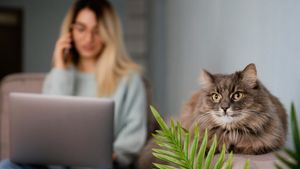 Pisici la birou: De ce prezența unei feline îți poate face ziua mai bună
