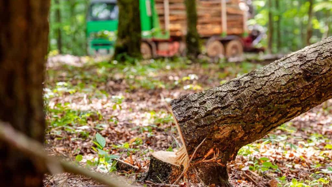 Agent Green: Metoda furtului de lemn "offline" prin care este înşelat SUMAL 2.0 a fost învinsă în instanţă. Firmele de exploatare şi transport nu se vor mai putea apăra în instanţe pe motiv că nu au avut semnal sau că nu a funcţionat aplicaţia