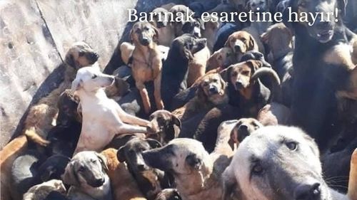 Poliţia turcă s-a încăierat cu protestatarii care manifestau la Ankara împotriva planurilor de a aduna de pe străzi milioane de câini vagabonzi