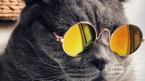 Cele 11 insule cu pisici care contribuie la turismul din Japonia mai mult decât ai crede