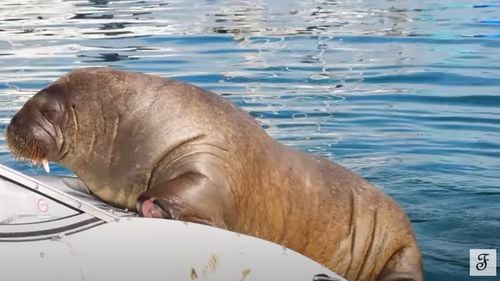 VIDEO După balena Beluga și morsa Freya, vedeta fiordurilor din Oslo, a fost eutanasiată, pentru că punea în pericol vieţile turiştilor, susțin autoritățile de la Oslo