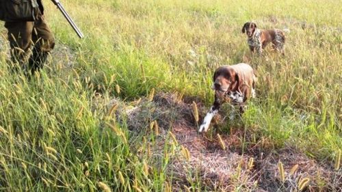 Vânătoarea pentru 36 de specii de păsări a fost suspendată printr-o decizie a Curții de Apel Brașov. Decizia nu este definitivă