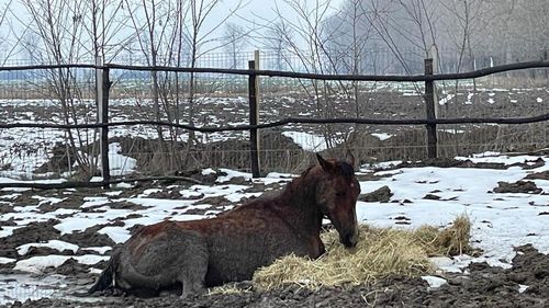 Zeci de cai şi câini, ţinuţi în condiţii necorespunzătoare, în Ilfov / Opt cai au murit / Poliţiştii au deschis dosar penal / Protecţia Animalelor a emis ordine de plasare pentru 74 de animale