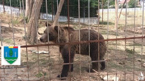 Amendă de 120.000 de lei pentru o grădină zoo care funcţiona ilegal în județul Dâmbovița / Urși, lei, maimuțe și alte animale sălbatice, ținute în condiții îngrozitoare