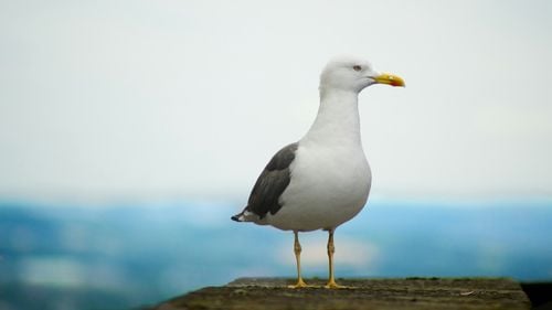 Un pescăruș numit ”Steven Seagull” a fost interzis într-un magazin din Marea Britanie după ce a furat mai multe pachete cu chipsuri