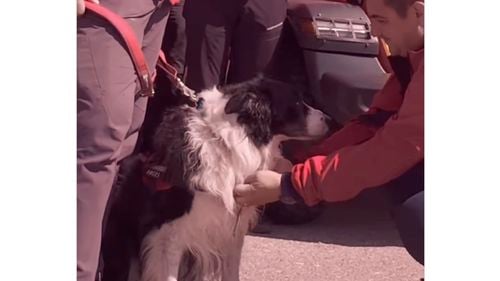 Helios, primul câine salvator montan din România, se retrage după 12 ani de activitate