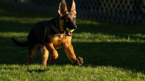 Commander, câinele familiei Biden care a mușcat 11 agenți ai Secret Service, a părăsit Casa Albă