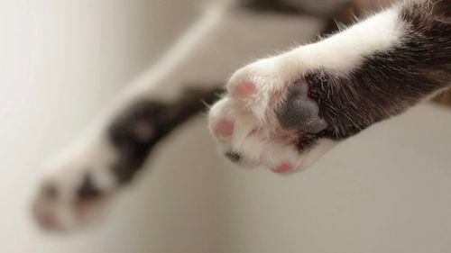 Cum afli dacă animalul tău de companie este stângaci sau dreptaci? / Animalele au și ele o parte preferată