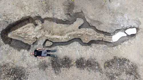 Cercetătorii britanici au descoperit cea mai mare fosilă a unui „dragon de mare”, cu o vechime de aproximativ 180 de milioane de ani / Scheletul are 10 metri lungime, iar craniul cântărește circa o tonă