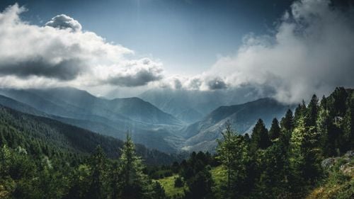 Statul reușește să protejeze pădurile pe maxim 1,6% din suprafața țării. Primarii generoși: „Oamenii se bazează tot pe lemn”