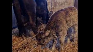 VIDEO Program de salvare a rasei de vaci „mocănița” la Zoo Târgu Mureș / Un institut din Ungaria a colectat din Apuseni ultimele 17 exemplare, în 2014
