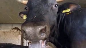 VIDEO Un vapor plin cu viţei trimişi din portul Midia la export către Israel s-a stricat pe drum / ONG: După 15 zile pe mare, animalele sunt acoperite în excremente / Pe faţa lor se citeşte teroarea