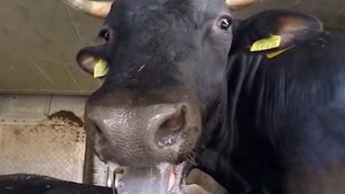 VIDEO Un vapor plin cu viţei trimişi din portul Midia la export către Israel s-a stricat pe drum / ONG: După 15 zile pe mare, animalele sunt acoperite în excremente / Pe faţa lor se citeşte teroarea