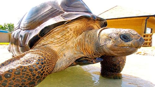 Singurul centru de salvare a ţestoaselor din Bulgaria strânge fonduri pentru sectorul dedicat speciilor mari / Unele ajung să cântărească 50 de kilograme