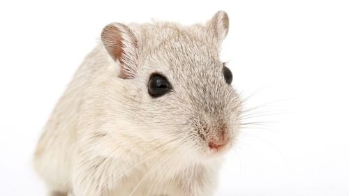 Oamenii de ştiinţă testează o terapie experimentală pe bază pe oxitocină pentru încetinirea procesului de îmbătrânire