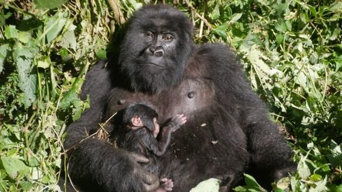 Un pui de gorilă de munte s-a născut în Parcul Naţional Virunga din stul Republicii Democratice Congo