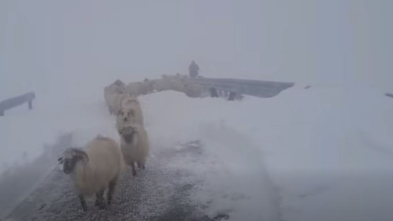 VIDEO Ciobanii blocați de zăpadă pe Transalpina, salvați de drumari după aproape o săptămână / ”Se coboară în siguranță către Rânca”