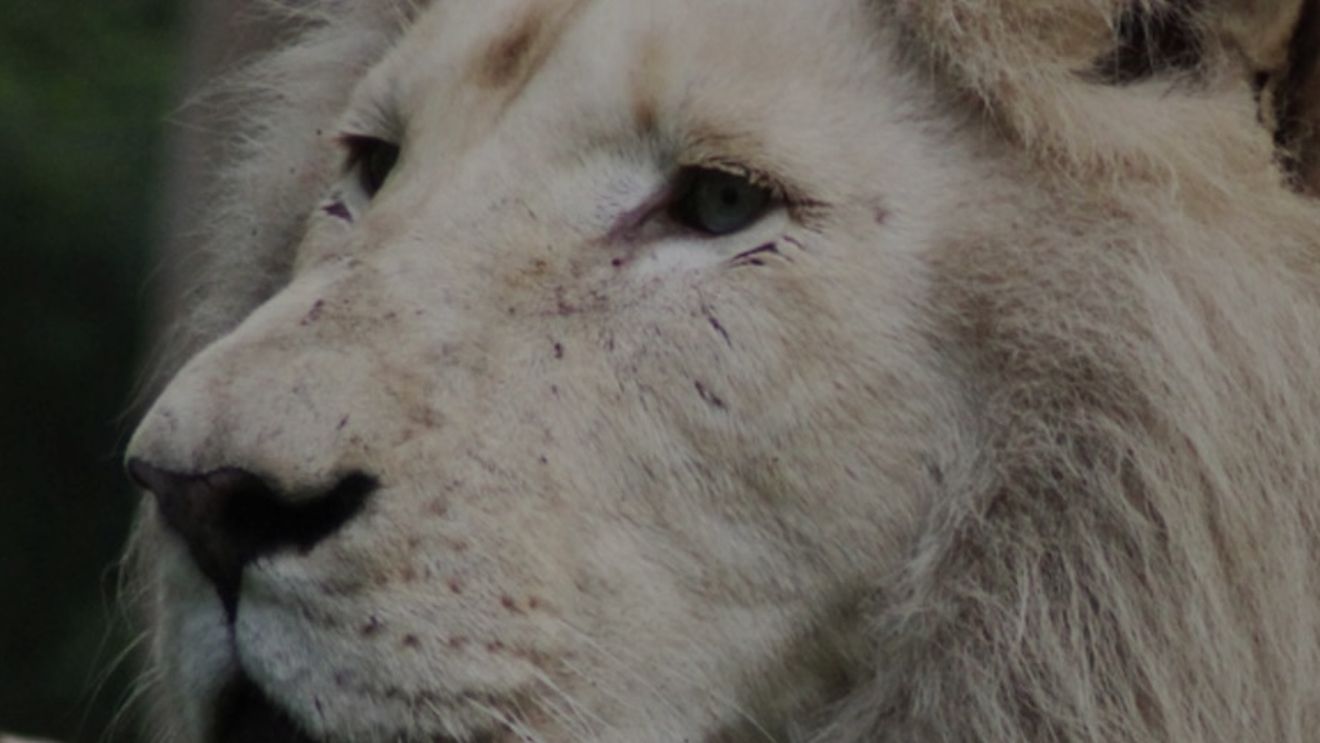 Leul alb de la Zoo Brașov nu e neîngrijit, e doar bătrân, explică directorul instituției / Controverse asupra felului în care sunt îngrijite animalele de aici / „Noi nu eutanasiem animale. Conform legii, putem face acest lucru”