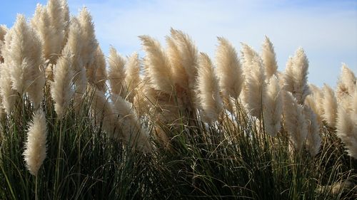 USR: Ministrul Agriculturii, Florin Barbu, se face că verifică șmecheria pe care a făcut-o pentru familia lui Paul Stănescu