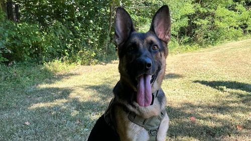 Un câine polițist a găsit doi copii de 11 ani dispăruți în adâncul pădurii. Curajul lui Knox le-a salvat viața