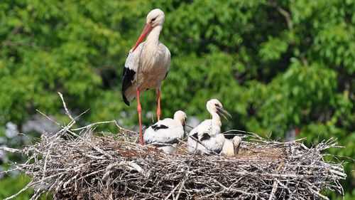 Turnul Sfatului: Record de berze în Sibiu în acest an. Omul care face recensământul acestor păsări din 1988: „Încă au condiții aici”