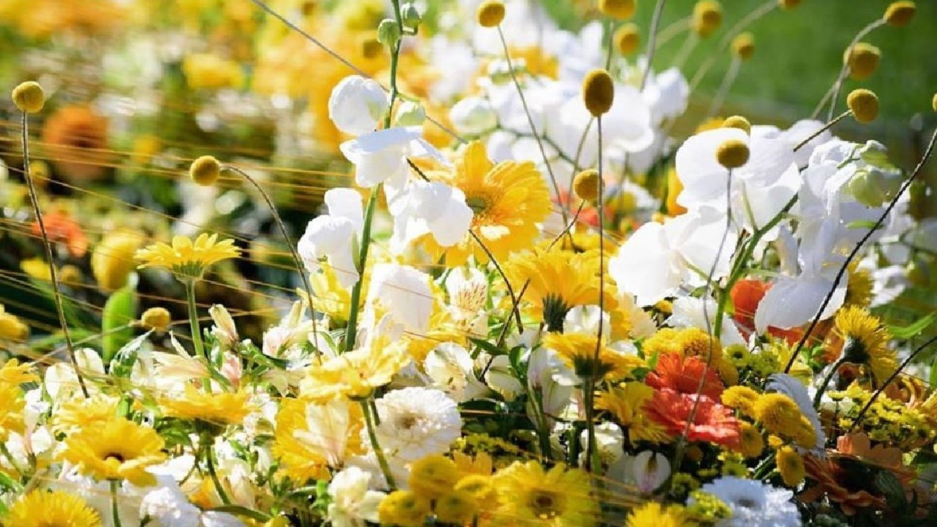 Posturi noi în organigrama Primăriei Timişoara: manager de cartier şi grădinar-şef / 10 posturi de conducere vor fi desființate