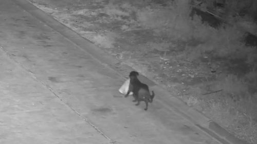 VIDEO Un italian din Catania și-a antrenat câinele să-i arunce gunoiul într-o groapă ilegală / Animalul a fost surprins de camerele primăriei / ”Ingeniozitatea nu poate fi niciodată o scuză pentru lipsa bunului simț”