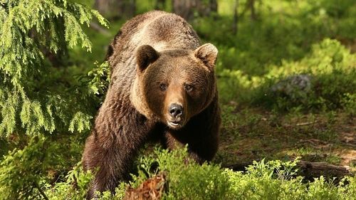 Doi vânători, atacți de un urs într-o pădure din localitatea Milaş, județul Bistrița Năsăud