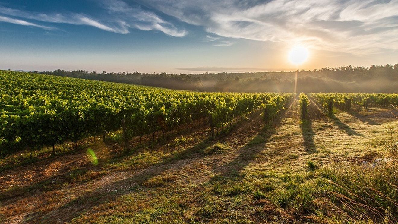 Zeci de hectare de viţă de vie au ars la Zimnicea / Focul a fost pus de o persoană rămasă neidentificată