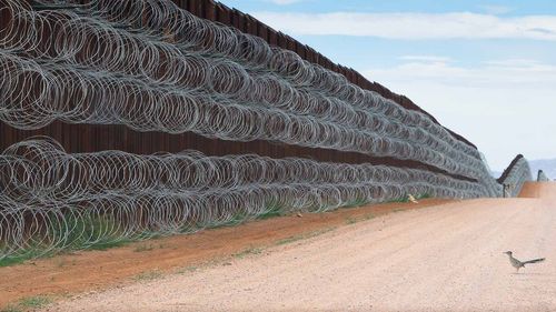 Un cuc alergător în fața zidului lui Trump – un mexican a câștigat cu această fotografie premiul ”Fotograful de păsări al anului”