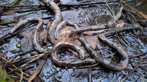 Năpârci omorâte și aruncate în Parcul Sub Arini din Sibiu / Biolog: Pe lângă faptul că este ilegal, este neetic, barbar și foarte trist