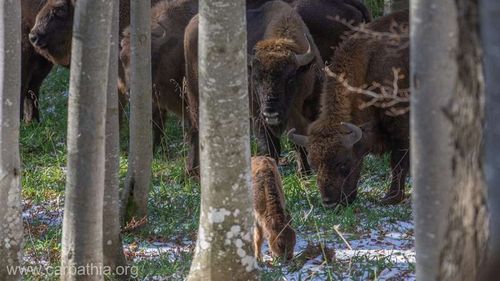28 de zimbri trăiesc în sălbăticie în Munţii Făgăraş, după 200 de ani de când au dispărut din zonă / Au fost aduşi din Suedia, Marea Britanie și alte zone din România printr-un program al Conservation Carpathia