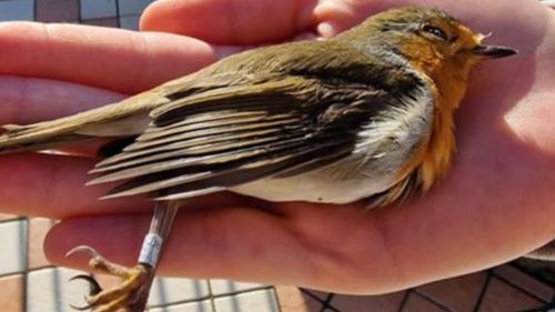 Povestea unui graur care a zburat 2.000 de kilometri din Finlanda până în Italia, unde s-a lovit de un geam / Un studiu arată că între 1,2 și 3,4 miliarde de păsări mor în fiecare an lovindu-se de clădiri