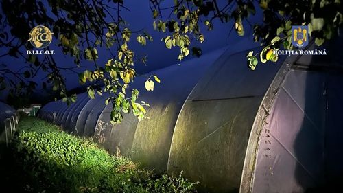 Trei sere pline cu plante de canabis, descoperite în urma unor percheziții DIICOT în Caraș-Severin