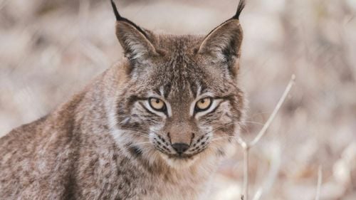 Victorie pentru eforturile de conservare a naturii în Europa: Râsul iberic nu mai este o specie pe cale de dispariție