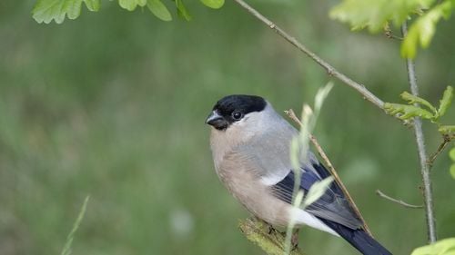 Braconaj la păsări cântătoare, în Târgu Mureș / Șapte păsări au fost prinse ”prin metoda bețelor cu clei”