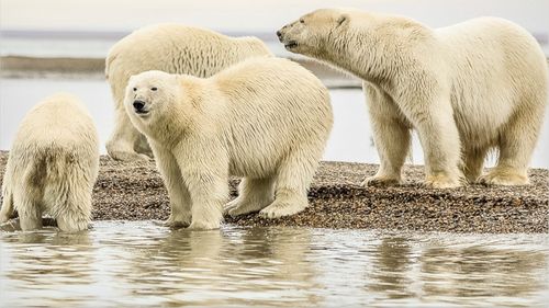 Urşii polari din arhipelagul norvegian Svalbard au rezistat mai bine decât se preconiza la încălzirea climei / Ce explicații au cercetătorii