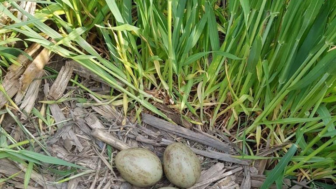Imagine rară: Un student a găsit și fotografiat ouă de dropie lângă Salonta, în județul Bihor
