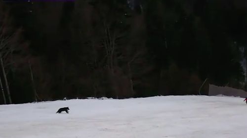 Ursul care a fugărit un schior pe pârtia din Clăbucet a fost capturat. Acesta va fi transportat pe un fond cinegetic din Bihor