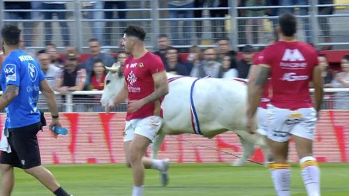 VIDEO Franța: Meci de rugby, întrerupt după ce un taur a intrat în teren fugărindu-i pe jucătorii de la Catalan Dragons şi Saint-Helens