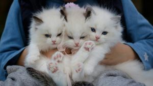 De unde provin pisicile? Cum au devenit cele mai îndrăgite animale de companie. Felinele noastre au un arbore genealogic mare