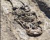 Noi descoperiri arheologice la Iclod, în Cluj / Morminte vechi de peste 6.000 de ani și urmele unei așezări fortificate / ”În arheologie, răspunsurile nu apar odată cu scoaterea unui obiect din pământ”