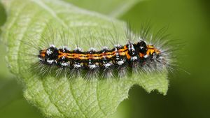 De ce ar trebui să lăsați insectele să vă mănânce plantele / Grădinari din întreaga lume adoptă o nouă filozofie: grădinăritul care acordă prioritate insectelor, nu plantelor