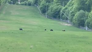 VIDEO Patru urşi, filmaţi în timp ce se plimbau pe una dintre pârtiile de schi din staţiunea Şugaş Băi / Antal Arpad, primarul din Sfântu Gheorghe: Fac un apel să nu le daţi de mâncare