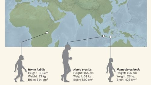 Os de "Hobbit" provenit de la o specie minusculă de oameni antici, găsit pe o insulă indoneziană / Este cea mai mică fosilă de humerus uman adult descoperită vreodată
