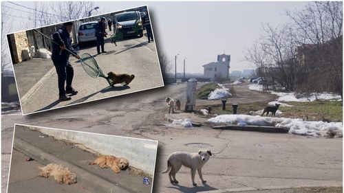 Peste 60 de câini, ridicați de pe străzile din București în prima parte a lunii martie. Acțiunile de capturare continuă