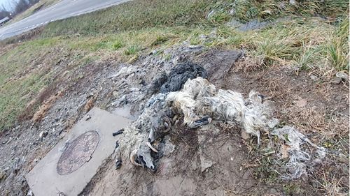 Canalizarea din Cisnădie (Sibiu) a fost colmatată cu cadavre de animale / Societatea de Apă Canal: Este un incident grav și nu este izolat. Cerem intervenția autorităților